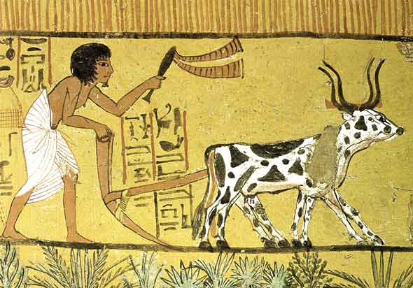 Agricultor egipcio