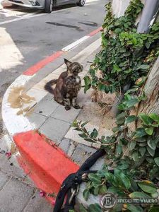 Gato en el barrio Neve Tzedek