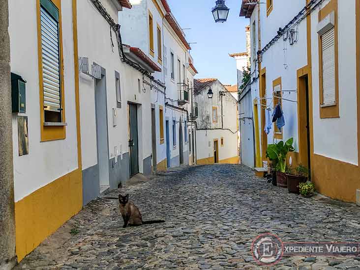 Gato en las tranquilas calles de Évora