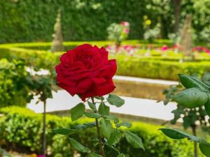 Leyenda de la Rosa de la Alhambra