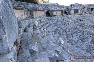 Cabras en el anfiteatro de Myra en Turquía
