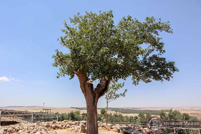 Visitar Göbekli Tepe y su árbol
