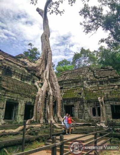 Templos de Angkor: Árbol sobre Ta Prohm