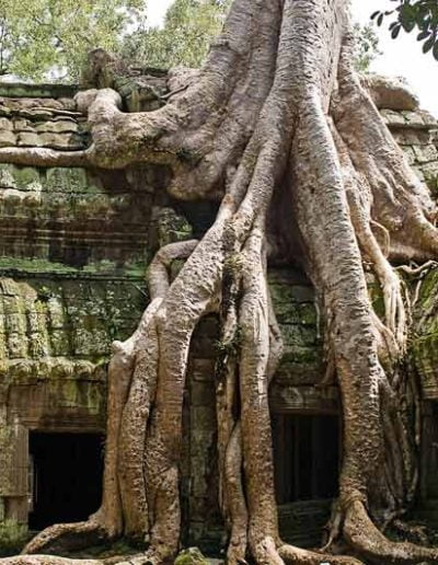 Templos de Angkor: Ta Prohm