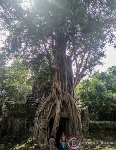 Templos de Angkor: puerta cubierta de raíces en Ta Som