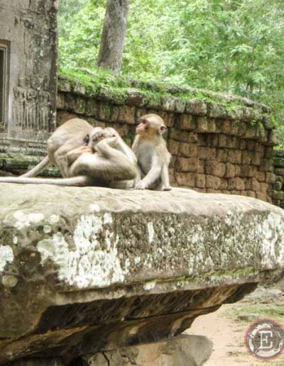 Los monos en los templos de Angkor