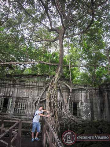 Templos de Angkor: foto de uno de los árboles que invade Beng Mealea