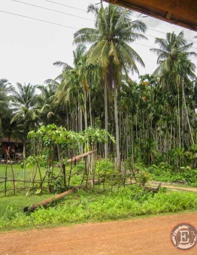 Templos de Angkor: foto de la jungla desde el tuk tuk camino a Beng Mealea
