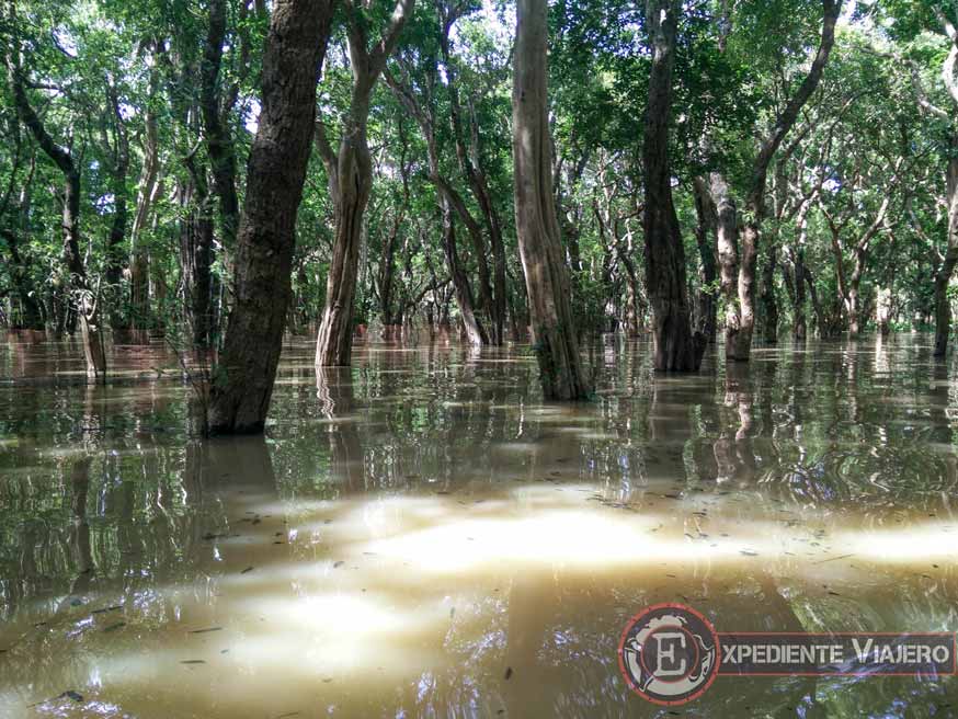 Qué ver en Siem Reap: el bosque inundado o manglar del poblado flotate Kompong Phluk