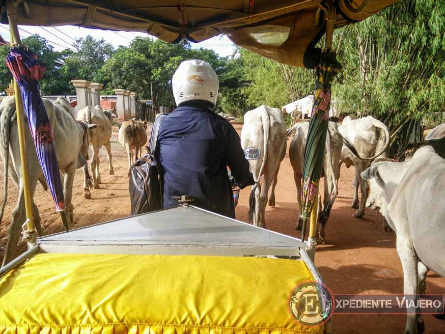 Qué ver en Siem Reap: "tráfico" de vacas por las carreteras cercanas al Tonlé Sap