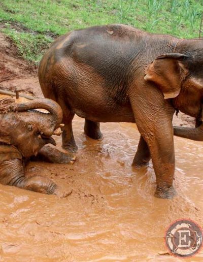 Santuario de elefantes en Chiang Mai: elefantes bañándose en el barro