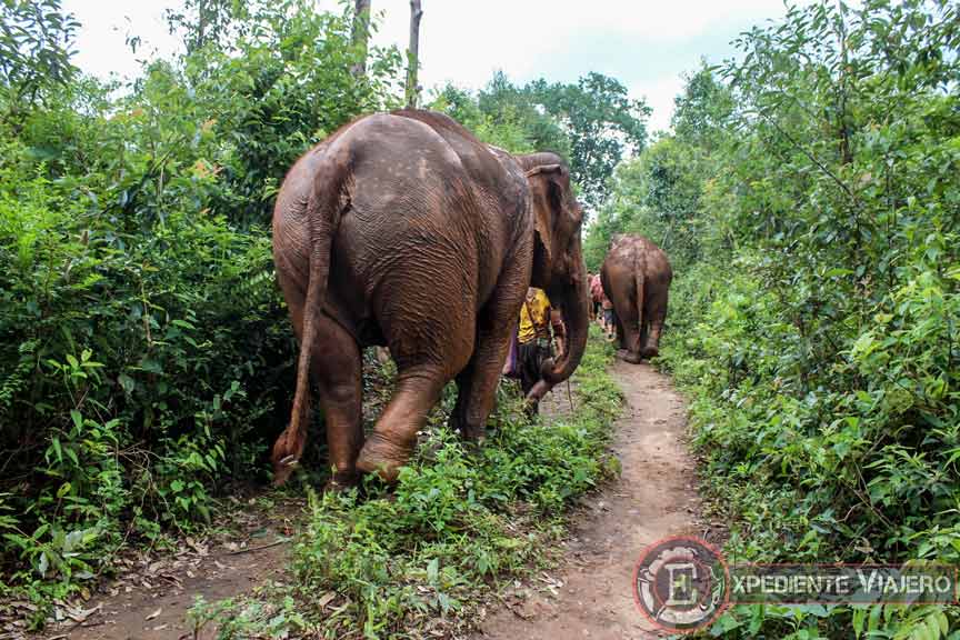 Caminando por la jungla en el santuario de elefantes de Chiang Mai