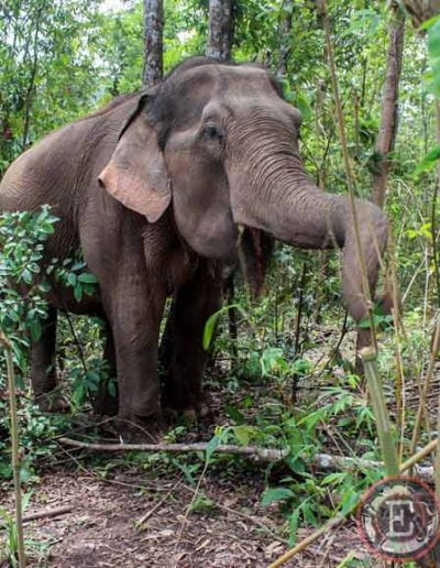 Santuario de elefantes de Chiang Mai: elefante comiendo en la jungla