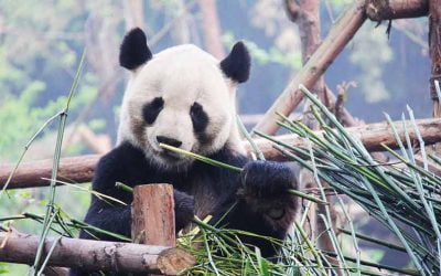 Osos Panda en Chengdu: qué saber para verlos!