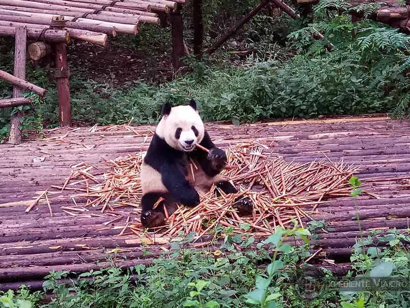 Abrazos de oso panda en Chengdu!