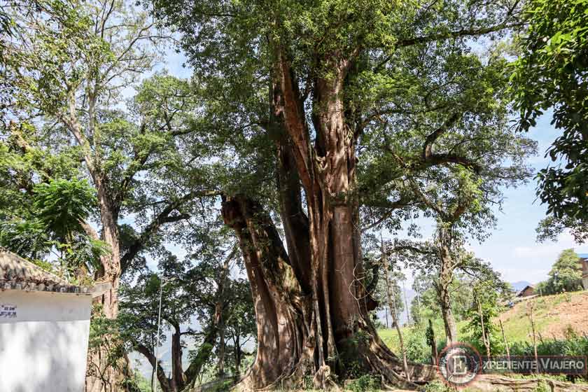 Árbol de Thien Huong en el Ha Giang Loop