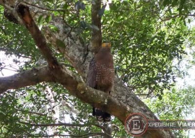 Águila de Wipattu en Sri Lanka