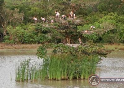 Cigüeña pintadas en un lago de Wipattu en Sri Lanka