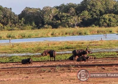Búfalos de agua de Wipattu en Sri Lanka