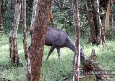 Sambar de Wipattu en Sri Lanka