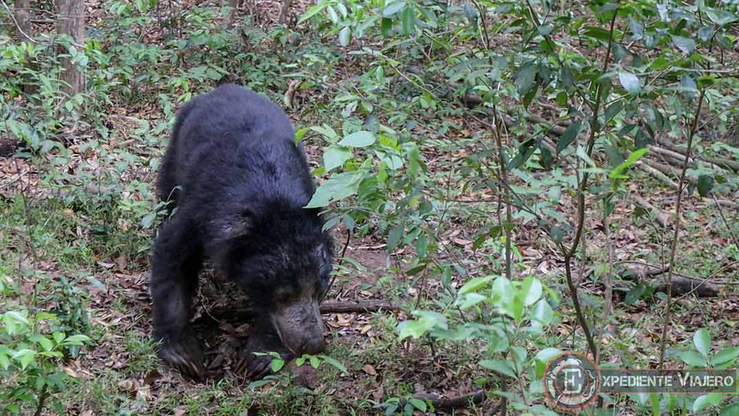 Wilpattu en Sri Lanka: ¡safari en búsqueda del leopardo!