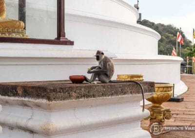 Mono comiendo las ofrendas en la Estupa Maha de Mihintale en Sri Lanka