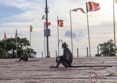 Monos en la estupa Maha de Mihintale en Sri Lanka