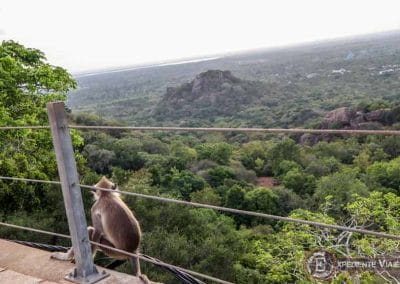 Mono disfrutando de las vistas de Mihintale mountain en Sri Lanka