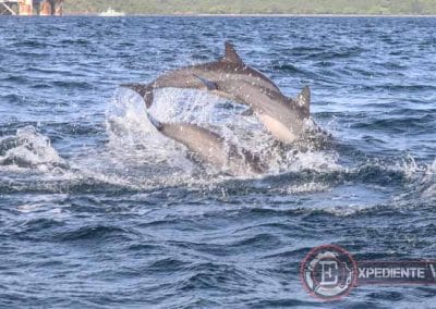Delfines saltando en Nilaveli (Sri Lanka)
