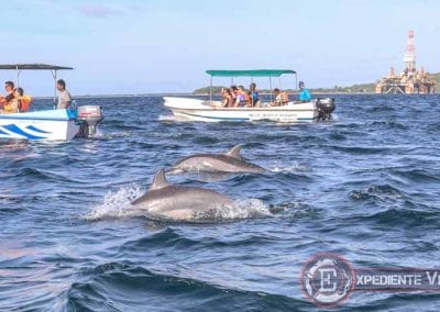 Grupo de delfines de Nilaveli en Sri Lanka