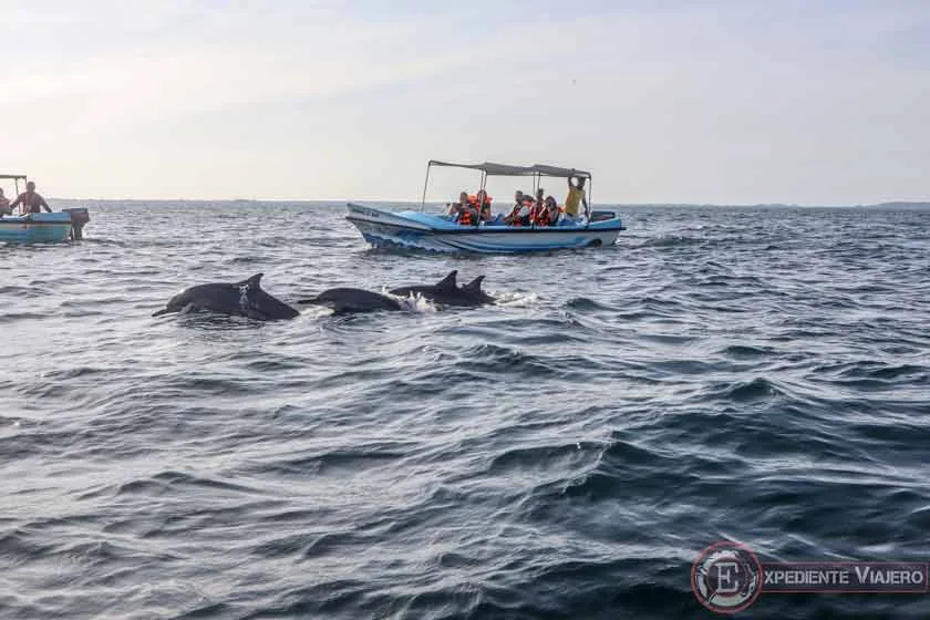 Avistamiento de delfines de Trincomalee en Sri Lanka
