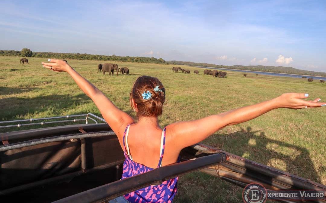 ELEFANTES en Sri Lanka: ¡Experiencia inolvidable en Minneriya! 😍