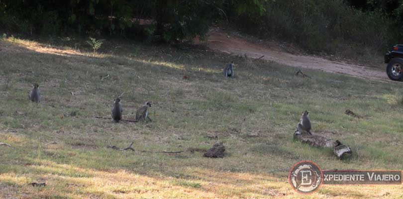 Monos en el Parque Nacional de Minneriya al avistar elefantes en Sri Lanka