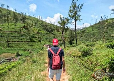 Campos de té alrededor de Gartmore en Maskeliya