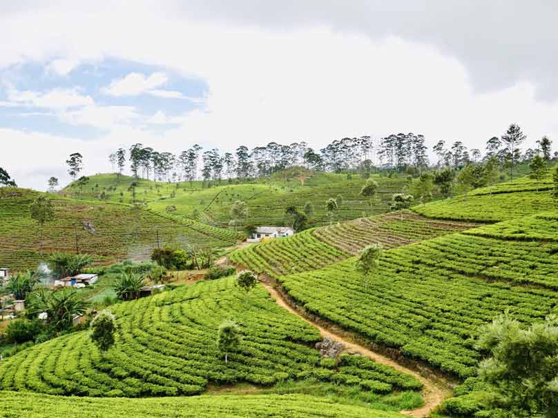 Plantaciones de té en Lipton Seat, Nuwara Eliya (Sri Lanka)