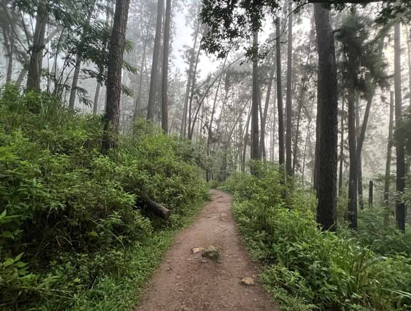 Camino durante la ruta de Pekoe Trail en Nuwara Eliya (Sri Lanka)