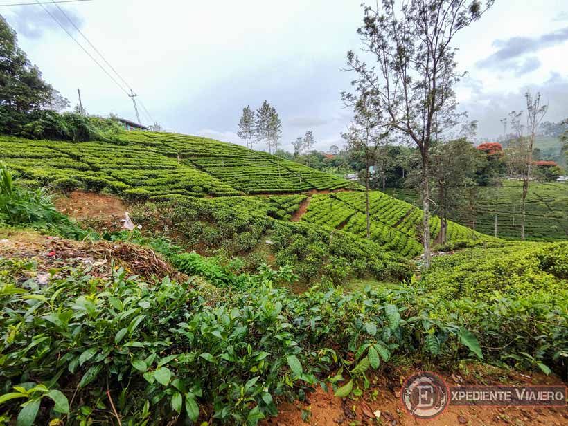 Sri Lanka: paisajes llenos de campos de té