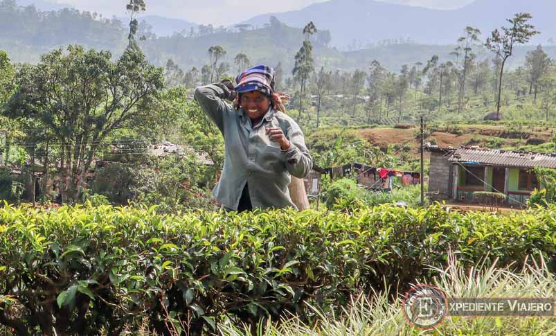 Mujer trabajando en los campos de té (Nuwara Eliya, Sri Lanka)