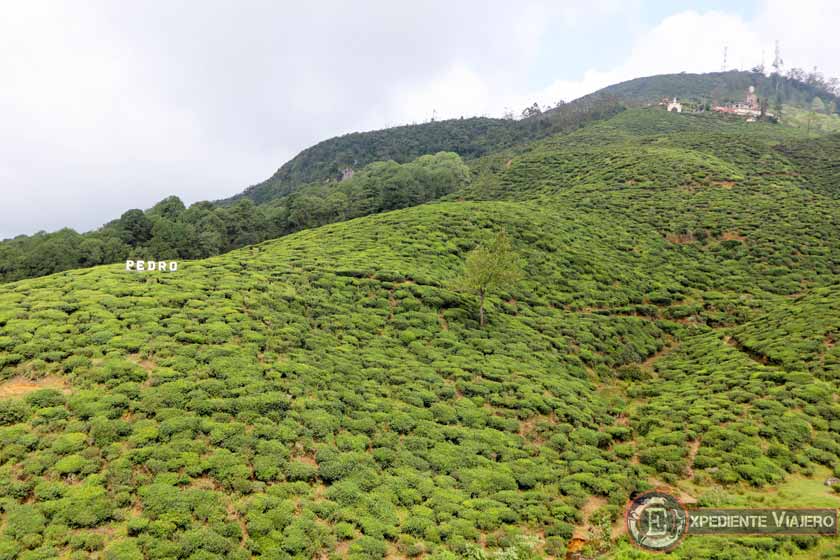 Campos de té en la Pedro Tea Factory de Nuwara Eliya en Sri Lanka