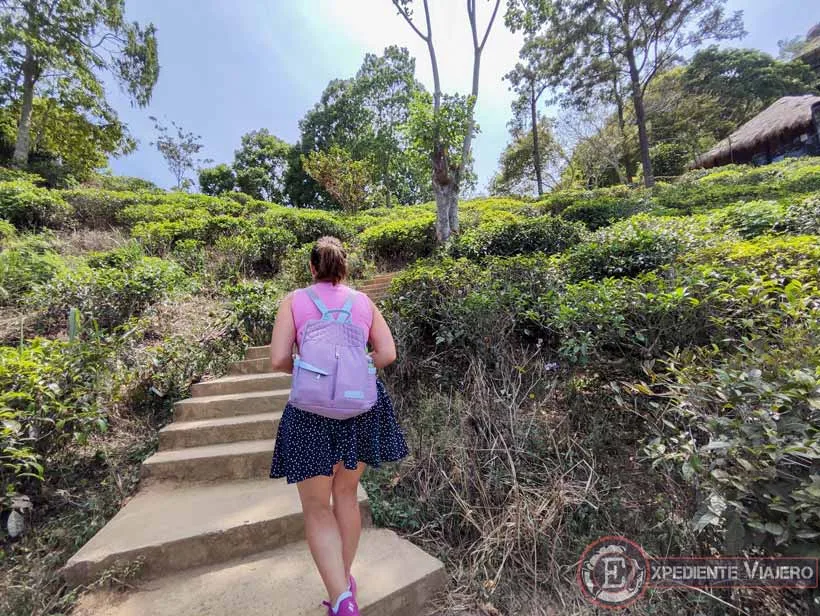 Escalones y subida al Little Adam´s Peak, algo que ver en Ella (Sri Lanka)
