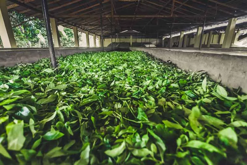 Visitar una fábrica de té, algo que ver en Ella (Sri Lanka)